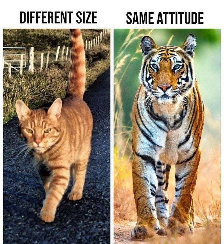 Ginger cat and tiger